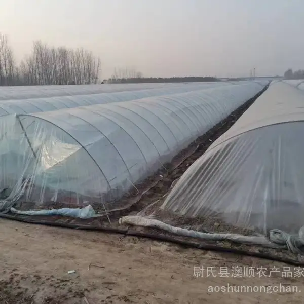 凌紫 心香 玛莎莉 红瑶 紫罗兰 腾飞 洛薯13脱毒红薯苗品种齐全 红薯苗种植