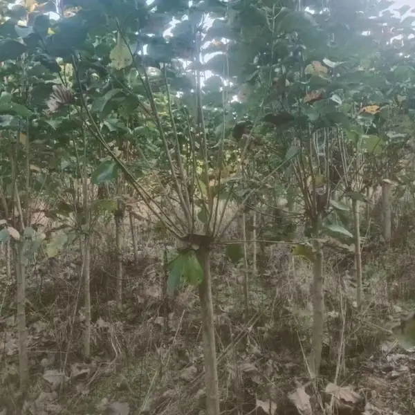 山东聊城莘县白玉兰繁殖基地批发全国,6公分红玉兰树苗厂家上车价格,玉兰产地供应商报价