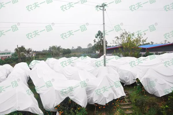 厂家直销防寒布柑橘砂糖橘果树专用保温布防水透气防寒膜