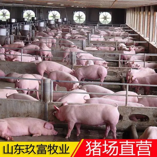 三元小猪苗价格 三元仔猪批发 内外三元猪苗繁育基地