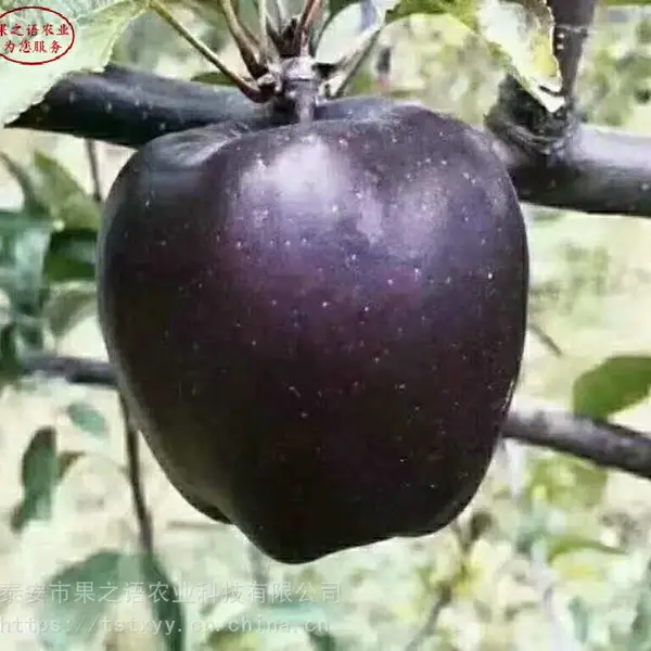 ƻ����۸�123ƻ������۸�1����ƻ����