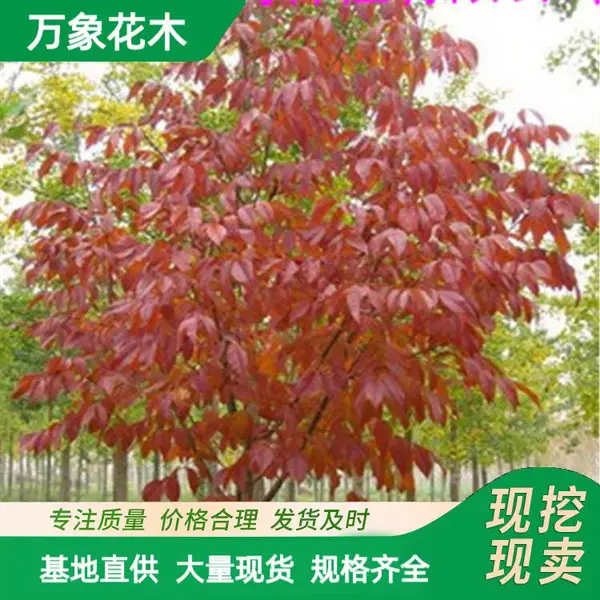 供应红叶白腊 中天杨 臭椿 无患子造景绿华配植工程苗