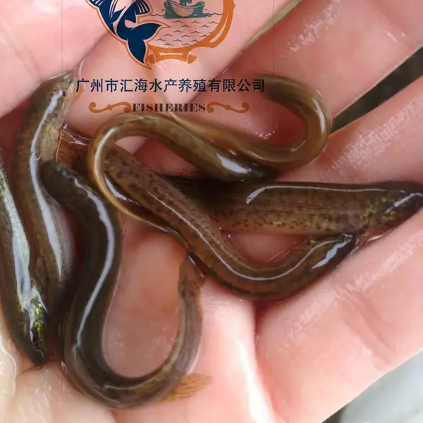 广东产地直供 自家苗场优质泥鳅苗 台湾泥鳅苗 本地泥鳅苗 泥鳅水花