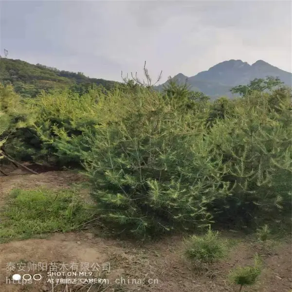 3米白皮松 便宜出售 白皮松 多年生花卉 帅阳 培育基地