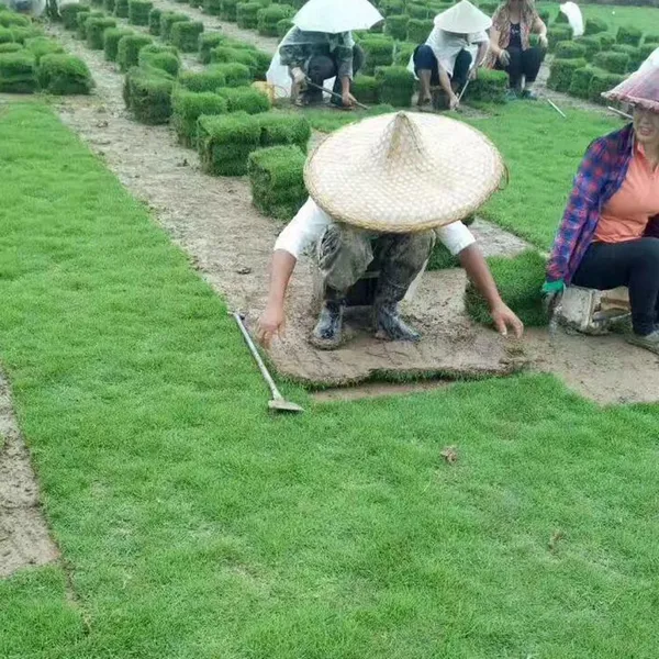 马尼拉草坪卷 矮生百慕大草坪 湖北荆州生态复绿工程用的草地***格 多少钱