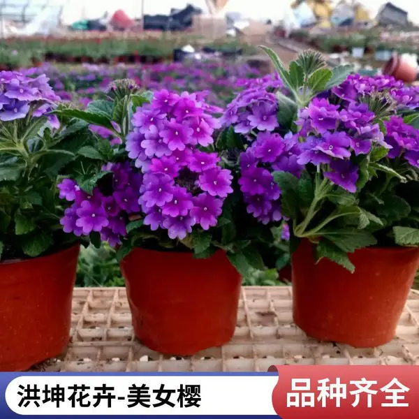 工程花卉 绿化草花 耐寒花卉 山东花卉种植 花卉批售