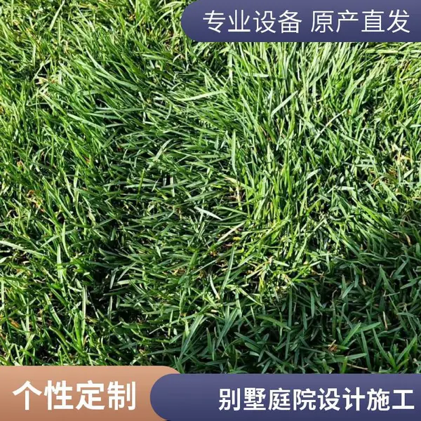 平谷混播草坪别墅私家花园设计早熟禾草坪户外园林景观设计施工