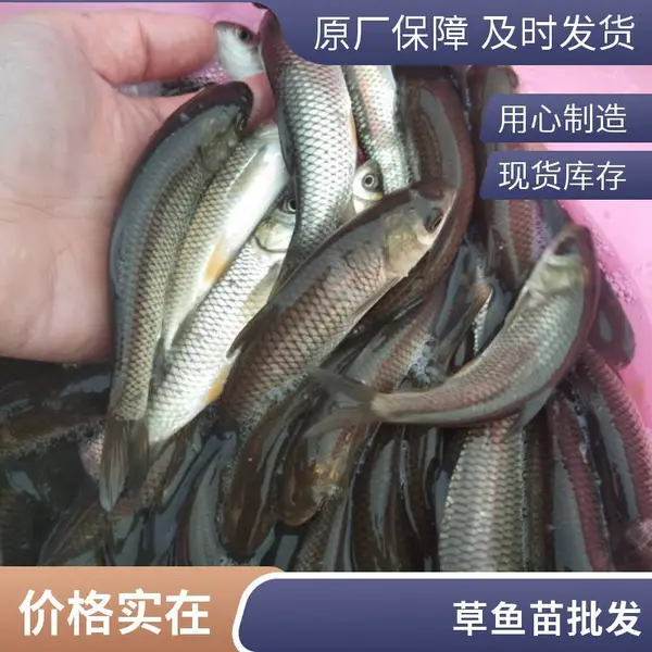 吕梁晋中草鱼苗鱼种养殖场鲤鱼鱼苗基地适合鲢鳙套养模式