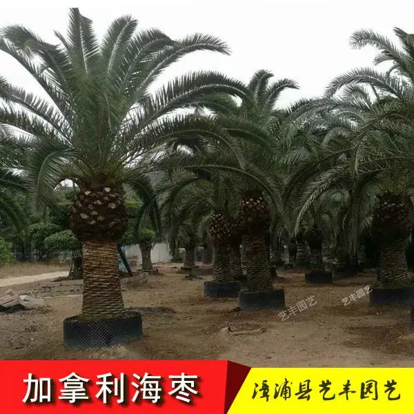 加拿利海枣产地价格高1-6米 地径20-80公分 福建漳州加纳利海藻批发