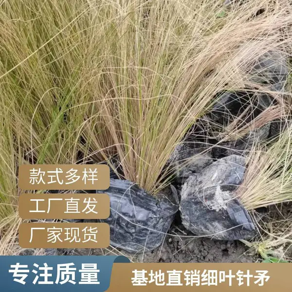 哪里有细叶针矛种植 巴蜀园林水生植物基地批发