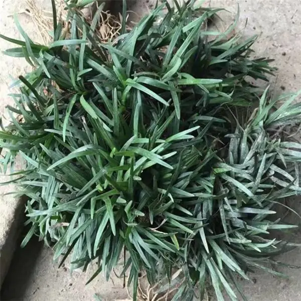 出售玉龙草 日本矮麦冬草 耐寒耐旱 常绿草坪 沿阶草 金边麦冬