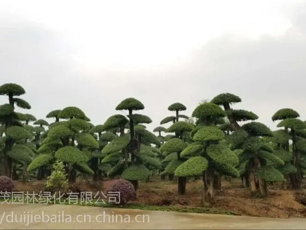 对节白蜡-京山造型白蜡-造型湖北白蜡价格
