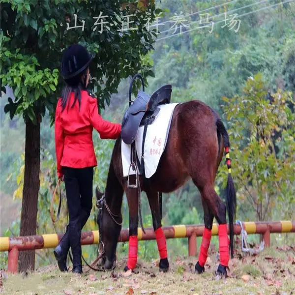 广西德保县矮马价格 广西矮马出售