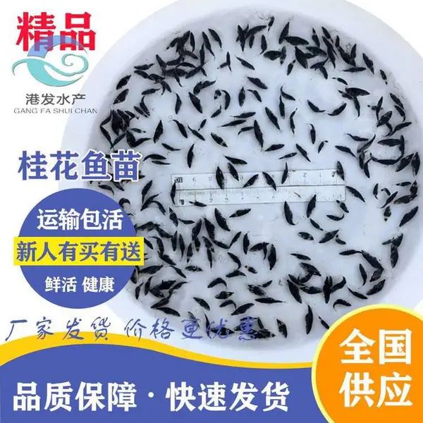 鲜活水产养殖基地批发 鸡西市东山鱼苗求购 桂花鱼苗批发 鳌花鱼苗批发