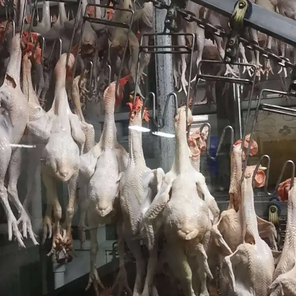 新鲜土鸡湛江鸡鸡肉 母鸡源头工厂现杀农家散养走地山鸡凰