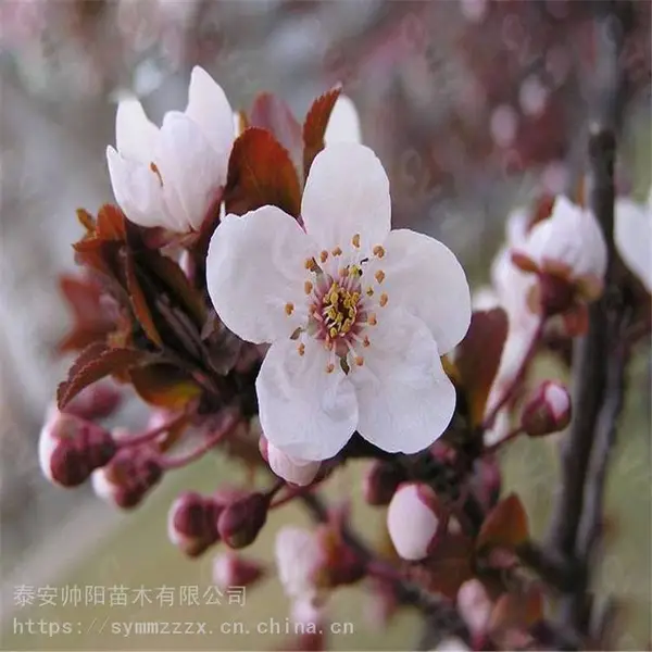 6公分 7公分 8公分 紫叶李 批发 帅阳苗木 云杉市场行情