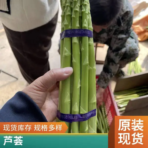 北京密云鑫航育 6 号 F1 芦笋种子 无性系杂交 含水量低高净度京北芦笋种