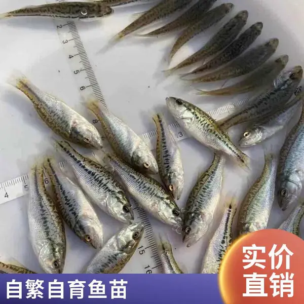 加州鲈鱼苗 鲟龙鱼苗 山东潍坊鲈鱼苗鲟鱼苗场 本地自销 规格齐全