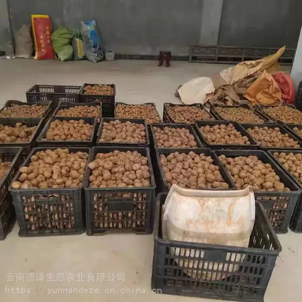 供应珠芽白魔芋种子 脱水脱毒魔芋种子 发芽***