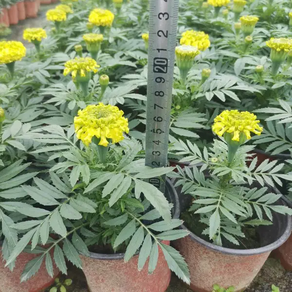 万寿菊 成都万寿菊基地 精品万寿菊杯苗 四川地被草花供应商