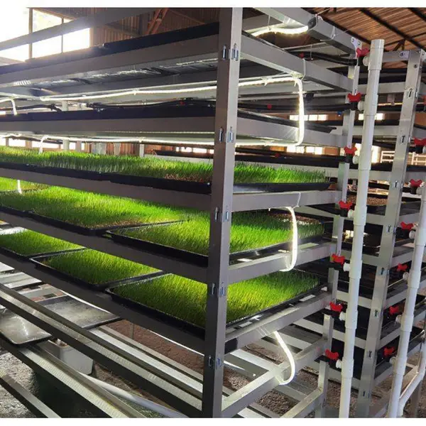 大麦饲料 大麦水培牧草托盘 种植牧草的方法 无土栽培