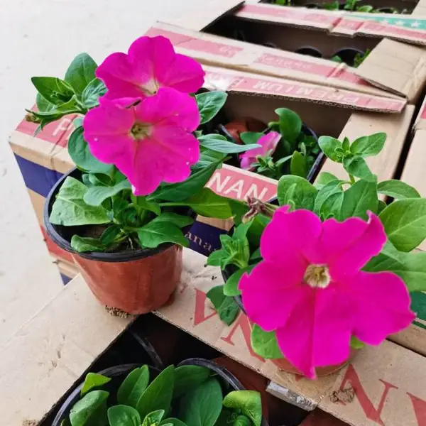 时令草花 供应四季多色系花卉 园林绿化花卉 花带花镜草花