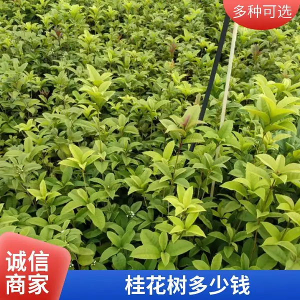 低分枝桂花 公园种植 丛生桂花树 四季桂 20公分