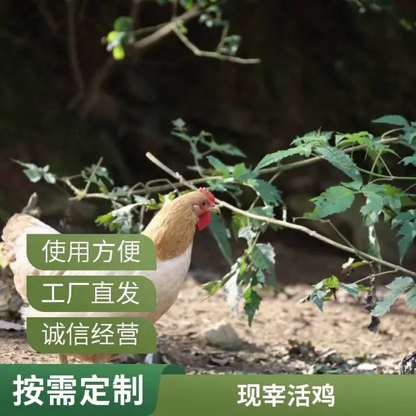 一手三鸟 正宗清 远三黄鸡 高能量 高蛋白质 现宰现发