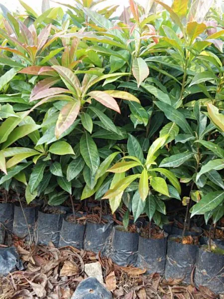 1元特卖荷树-木荷-苛木-木荷树苗