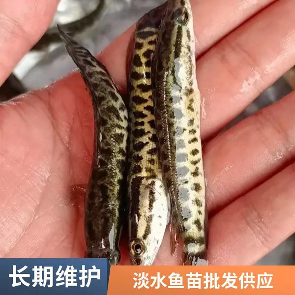 黑鱼苗泥鳅苗规格整齐 山东泰安本地黑鱼苗泥鳅鱼苗养殖场 鱼塘养殖