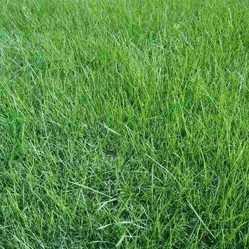 商丘春风草坪基地-石家庄护坡果岭草草坪批发