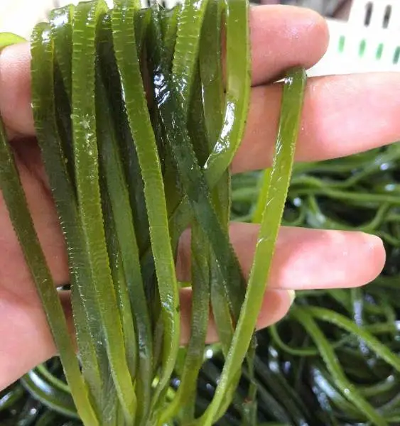 海带丝、海带、盐渍海带