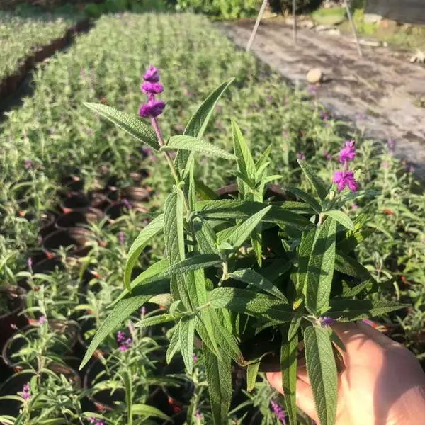 一年生的草本植物基地长期都有供应，种植基地自产自销的鼠尾草供应