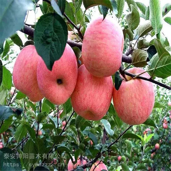 寒富苹果树苗 帅阳苗木 柱状苹果树苗 鸡心果苹果树苗