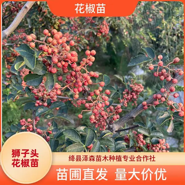 大红袍花椒苗0.6-1公分 山西绛县花椒树苗基地培育保湿打包批发