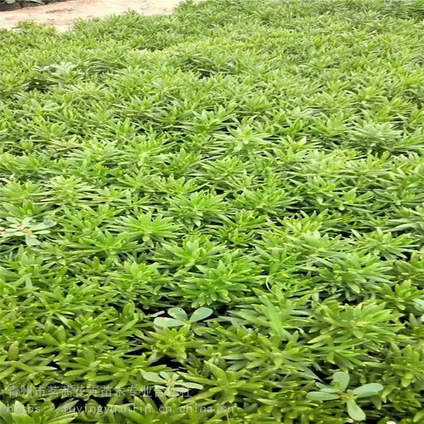 佛甲草小苗，佛甲草基地，青州佛甲草