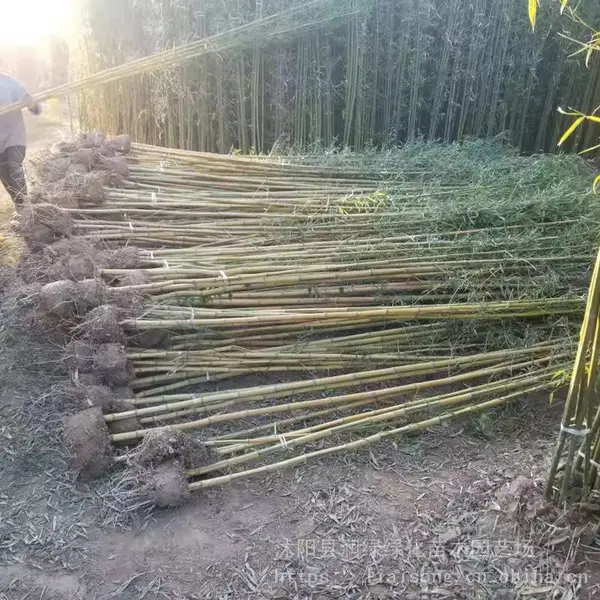 基地竹子小苗 黄金竹 盆栽竹子苗 金镶玉竹多品种竹