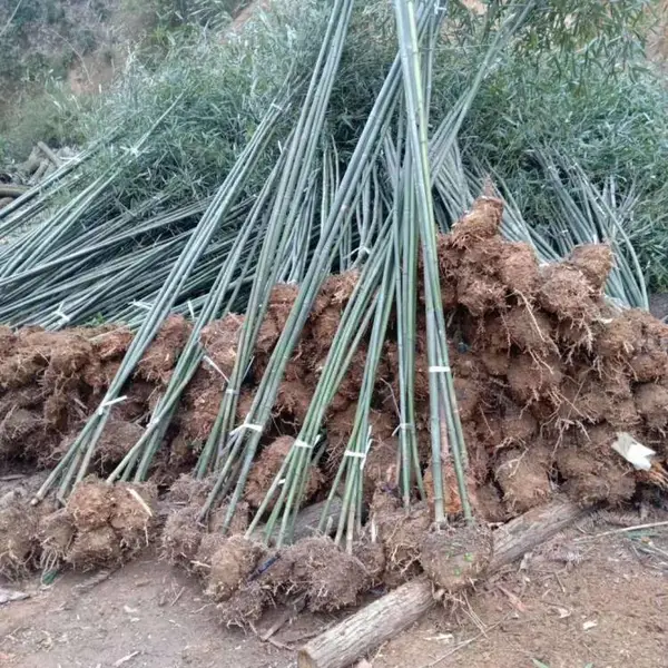 绿竹、青竹、竹子、工程绿化苗优质竹苗 庭院公园小区竹子苗 竹苗批发价格 优质灌木绿化竹