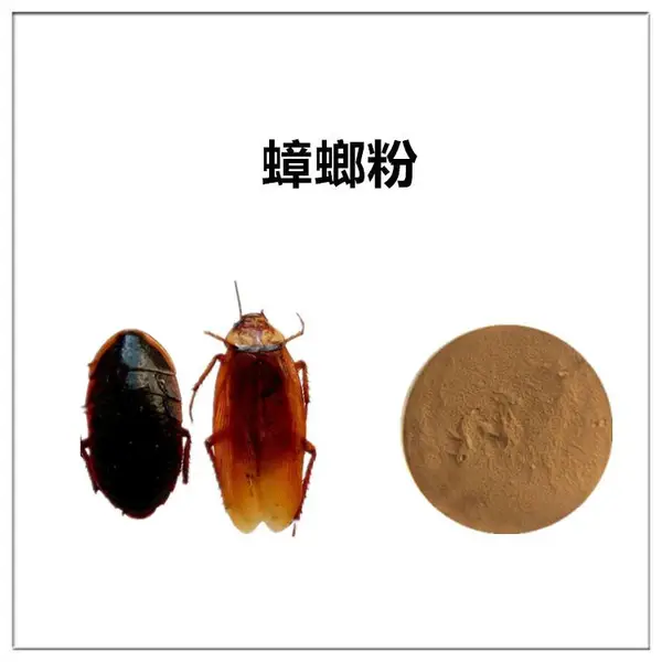 沃特莱斯生物 蟑螂粉 提取物 棕黄色粉末 喷雾干燥