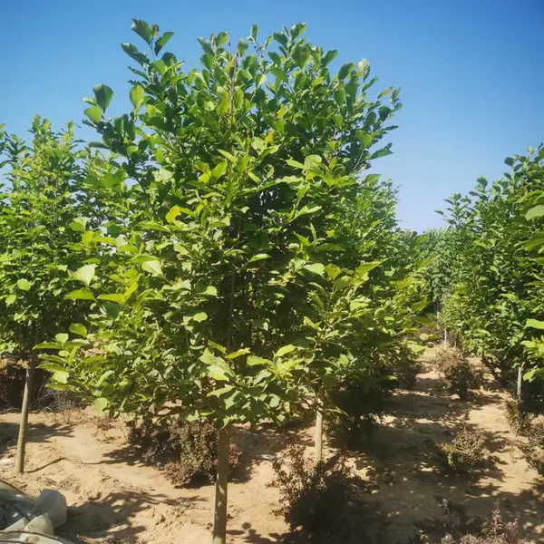 红玉兰 白玉兰 紫玉兰 广玉兰10-15公分树苗 庭院植物花卉绿化苗木
