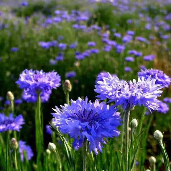 山东宿根花卉批发基地 青州花卉苗木 黄楼草花花坛花镜 园林绿化地被花卉小苗