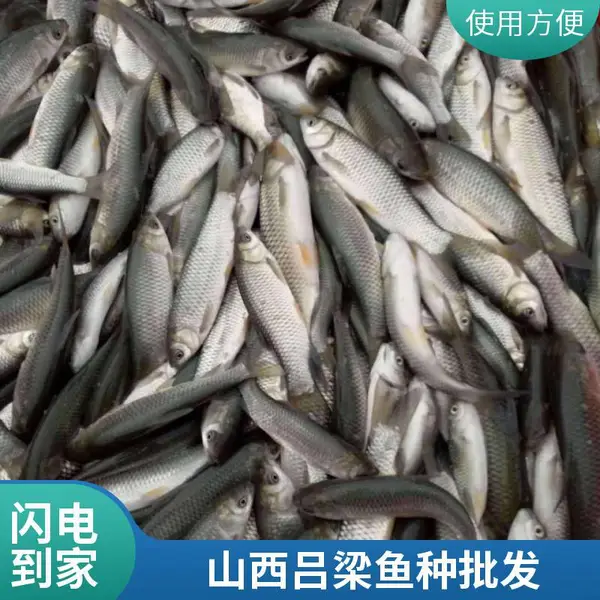 晋中榆次草鱼苗鱼种鲤鱼苗养殖场山西基地批量供应成活率高