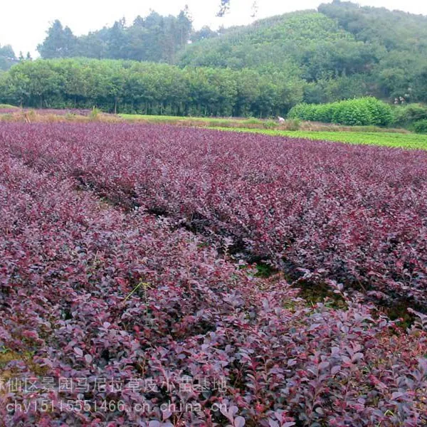 桂林红花檵木小苗 桂林道路绿化常用批发价格