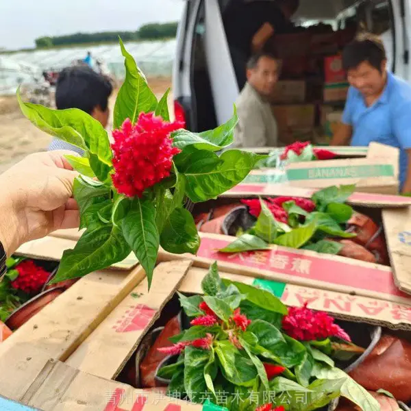 鸡冠花 时令花卉供货 节日花卉 春季草花 批发 时令工程花卉 公园花卉