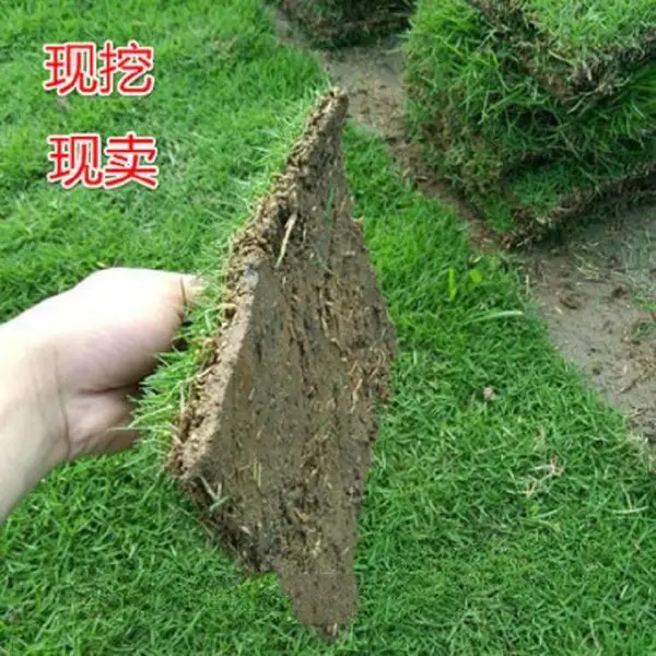 马尼拉草坪 百慕大草皮真草坪带土四季青庭院道路绿化