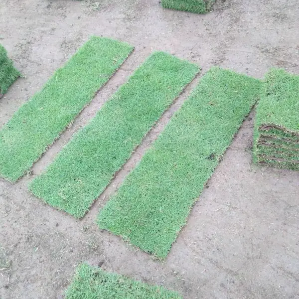 ����԰�ֲ�Ƥ�۸� ������������Ƥ�������� �����̻���ƺʲô�۸�