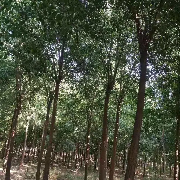 基地生长习性5公分矮杆丝棉木 采购基地嫁接卫矛