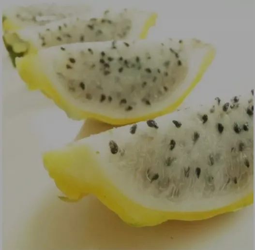 黄皮白肉火龙果苗 40厘米麒麟火龙果树苗 燕窝火龙果苗