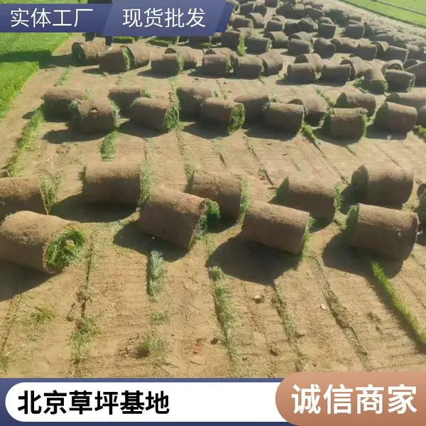 庭院绿化设计基地户外草坪铺装家庭花园绿化设计混播草坪延庆