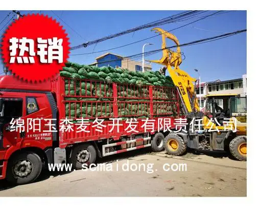 �Ĵ�ϸҶ�󶬲���ֲ���ء��󶬲�������������